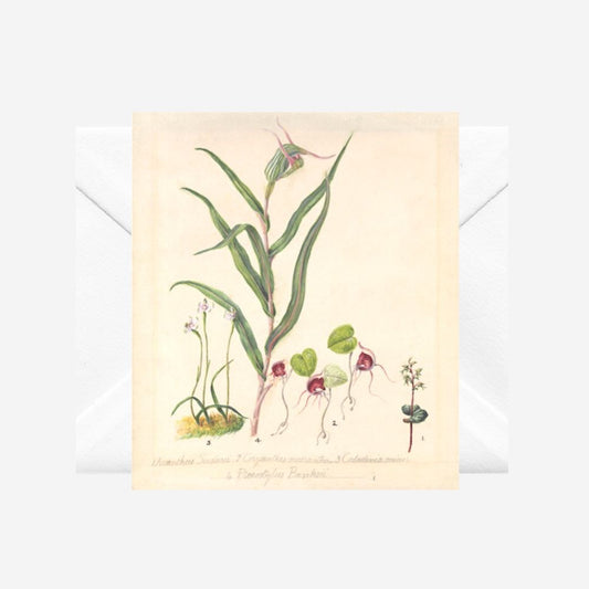 Sarah Featon - Card - Pixie Cap Orchid