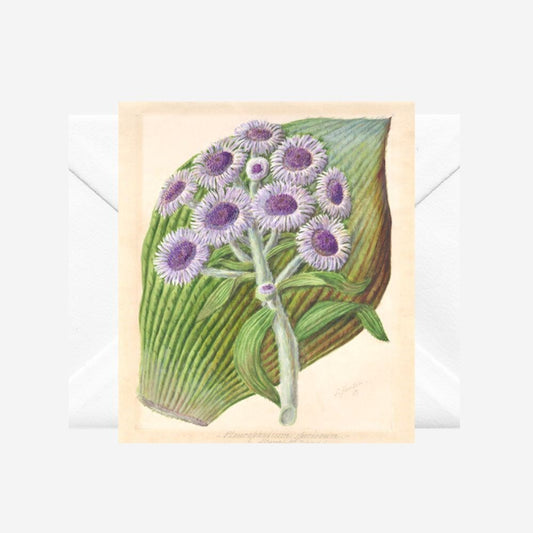 Sarah Featon - Card - Antarctic Daisy