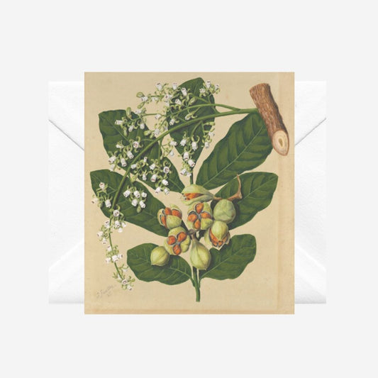 Sarah Featon - Card - Kohekohe