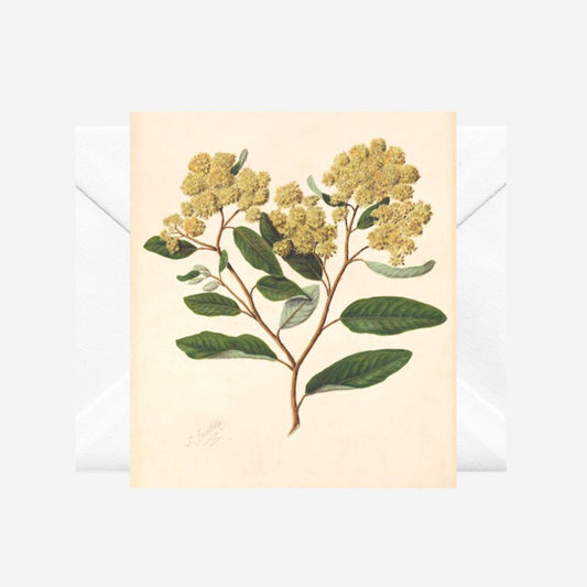Sarah Featon - Card - Kumarahou