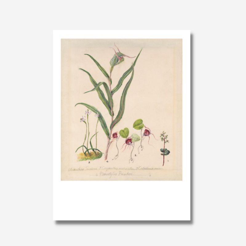 Sarah Featon - Print - Pixie Cap Orchid