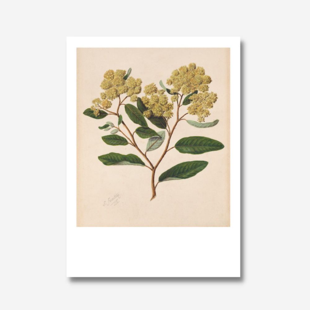 Sarah Featon - Print - Kumarahou