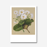 Sarah Featon - Print - The Mountain Lily