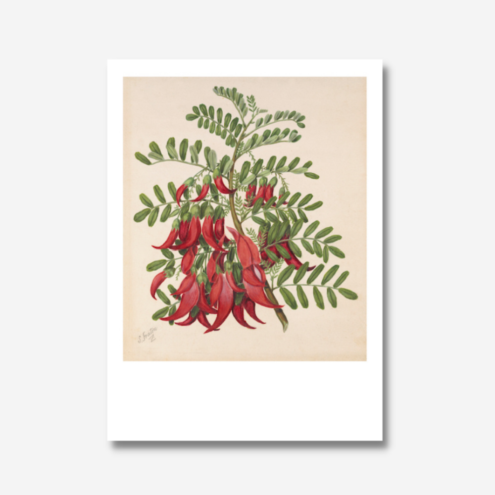 Sarah Featon - Print - Kowhai-ngutu-kaka