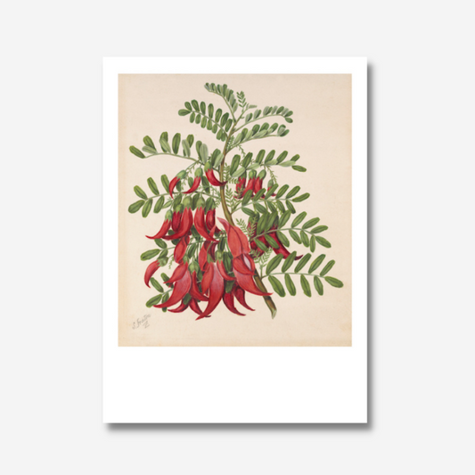 Sarah Featon - Print - Kowhai-ngutu-kaka