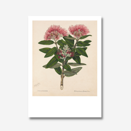 Sarah Featon - Print - Pohutukawa